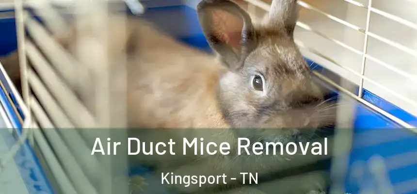 Air Duct Mice Removal Kingsport - TN