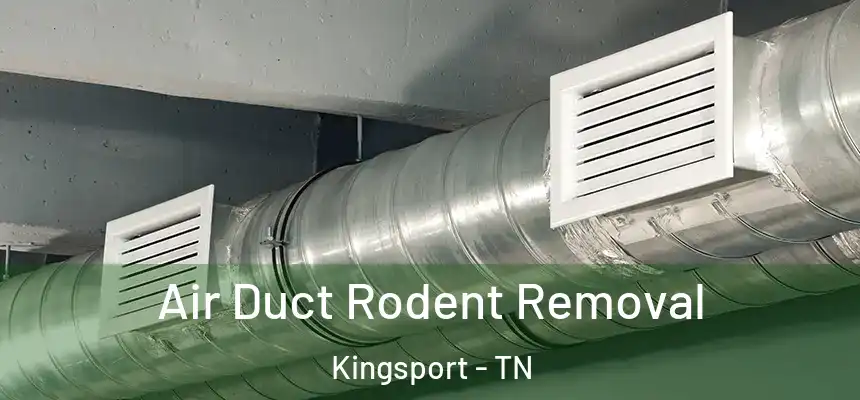Air Duct Rodent Removal Kingsport - TN